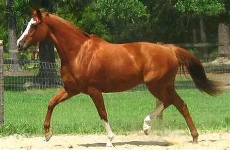 tapalodo horse|Tapildo Thoroughbred Horse Profile .